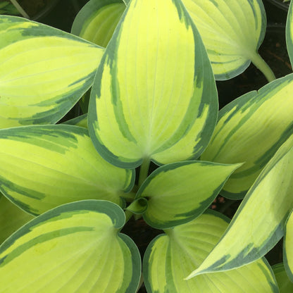 Hosta 'June'  - June Hosta