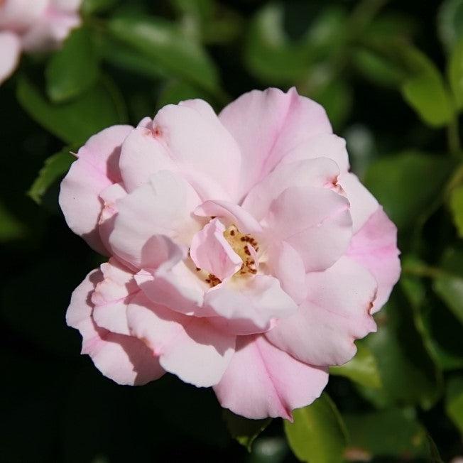 Rosa x Noamel  - Flower Carpet® Appleblossom Rose