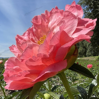 Paeonia lactiflora 'Coral Sunset'  - Coral Sunset Peony