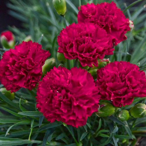 Dianthus 'Cranberry Cocktail'  - PW® Fruit Punch® Cranberry Cocktail Dianthus