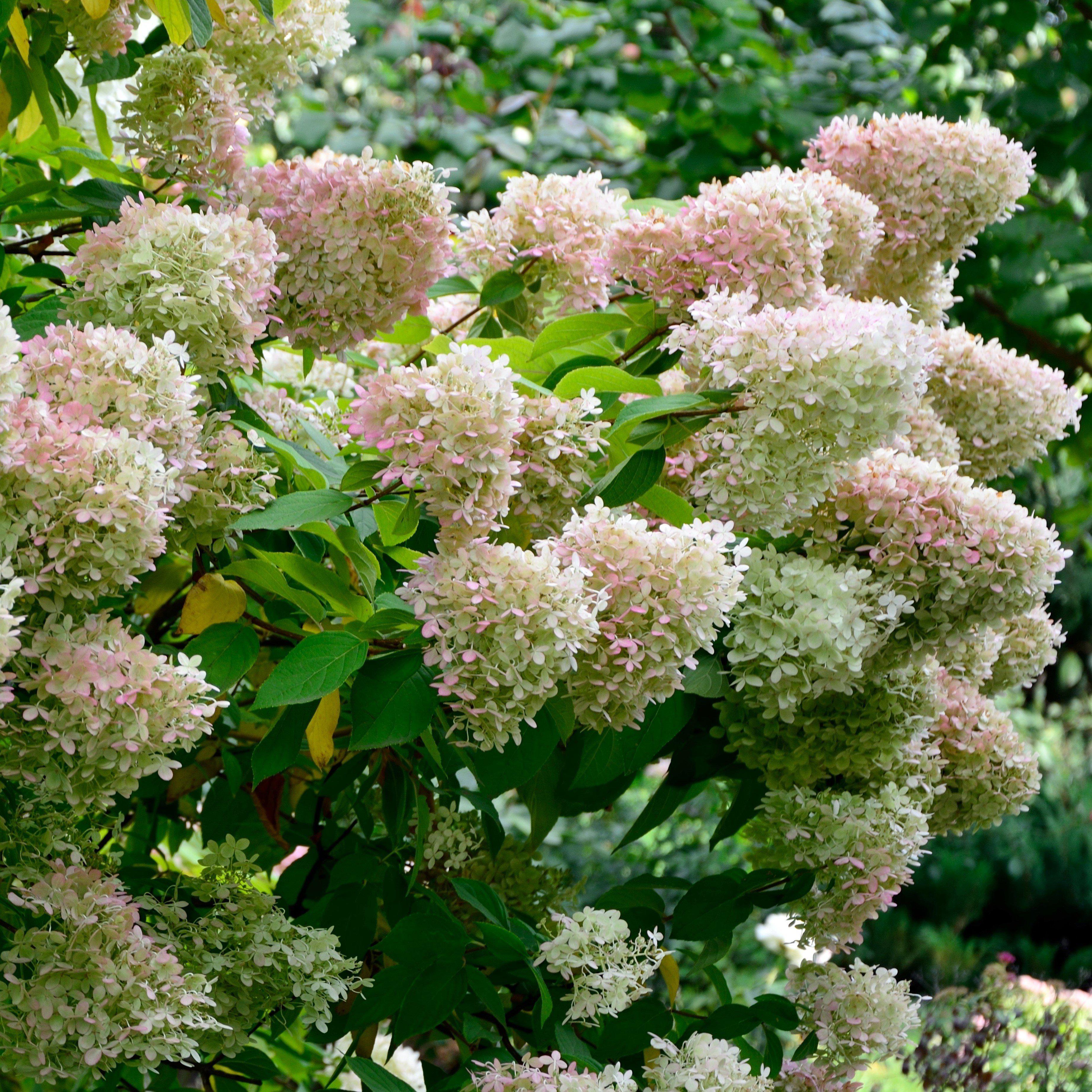 Hydrangea paniculata 'Ilvobo' PP22782 - Proven Winners® Color Choice ...