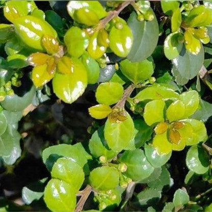 Ilex crenata 'Compacta'  - Compact Japanese Holly