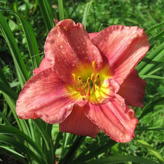 Hemerocallis 'Rosy Returns'  - Rosy Returns Daylily