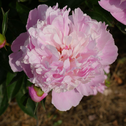 Paeonia 'Madame Emile Debatene'  - Emile Debatene Peony