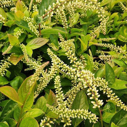 Itea virginica 'SMIHGRS'  - Fountains of Rouge™ Sweetspire