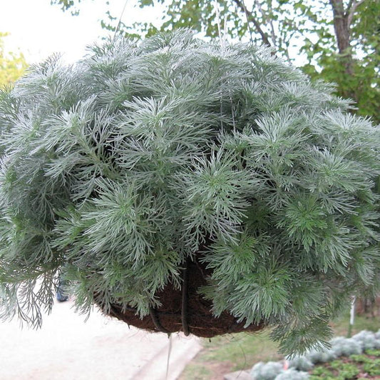 Artemisia schmidtiana 'Silver Mound'  - Silver Mound Wormwood, Ghost Plant