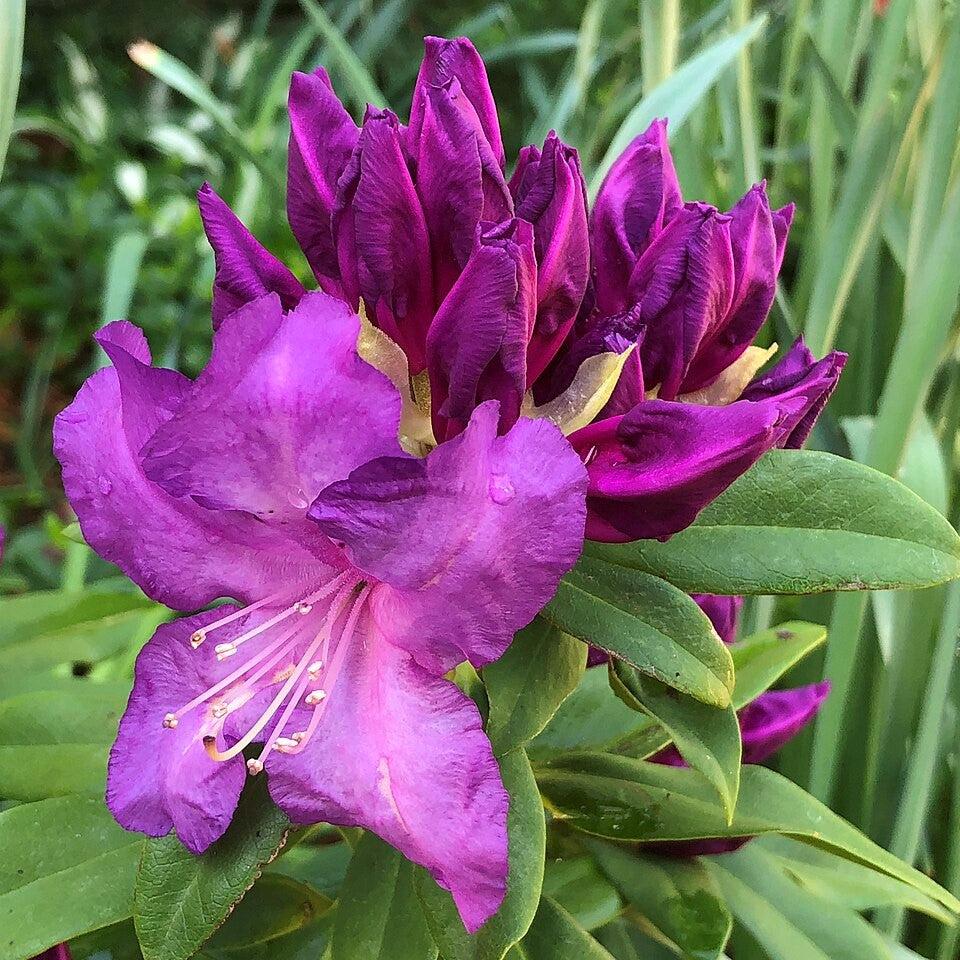 Rhododendron x 'Purple Passion'  - Purple Passion Rhododendron