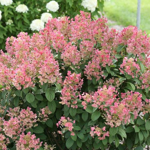 Hydrangea paniculata 'SMHPLQF'  - Little Quick Fire® Hydrangea