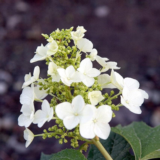 Hydrangea quercifolia 'Pee Wee'  - Pee Wee Oakleaf Hydrangea