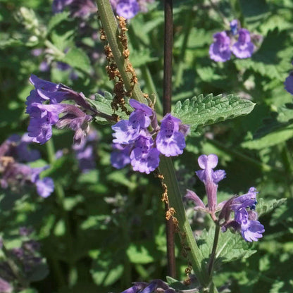 Nepeta racemosa 'Walker's Low'  - Walker's Low Catmint