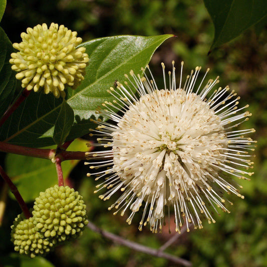 Cephalanthus occidentalis 'Fiber Optics'  - First Editions® Fiber Optics Cephalanthus