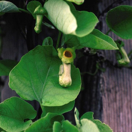 Aristolochia macrophylla  - Dutchman's Pipe, Pipevine