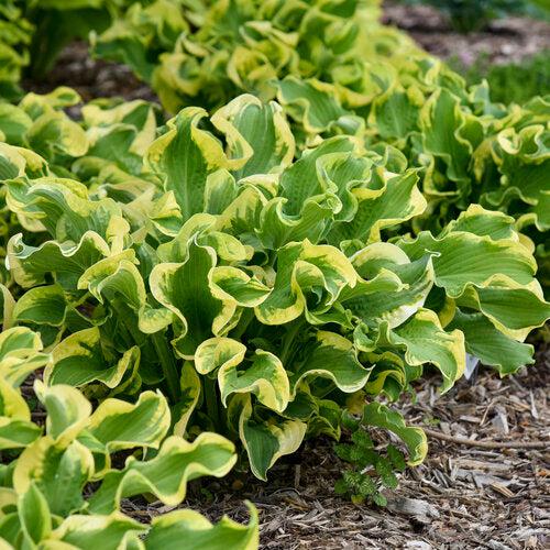 Hosta 'Wheee!' PP23565  - PW® Shadowland® Wheee! Hosta