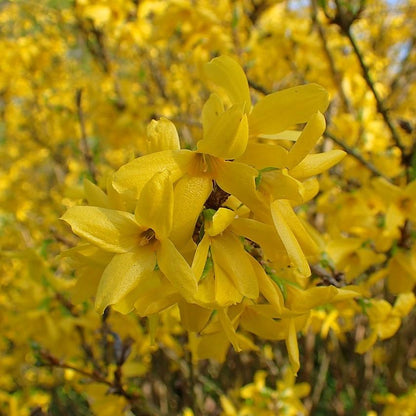 Forsythia x intermedia 'Lynwood Gold'  - Lynwood Gold Forsythia