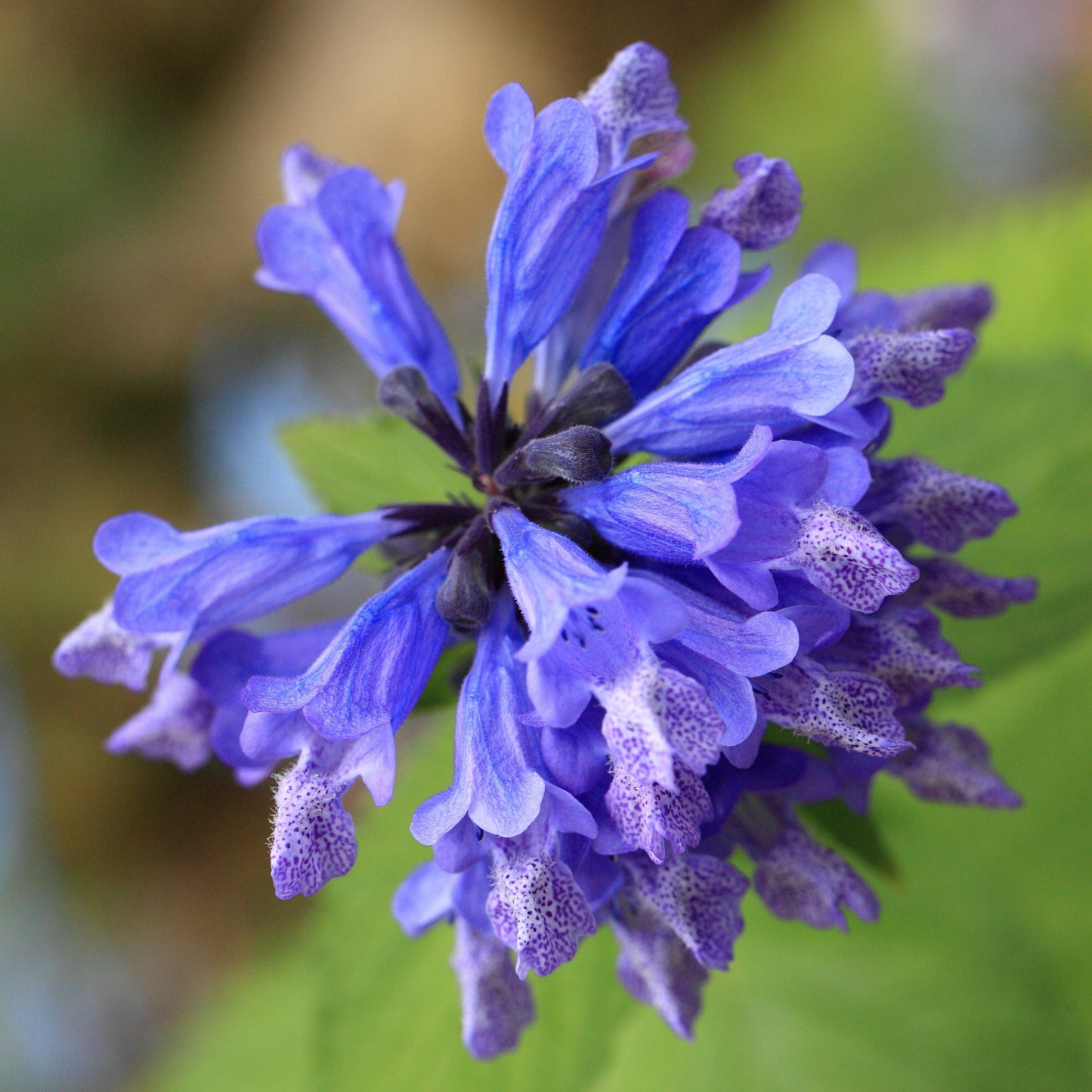 Nepeta 'Balneplud   - Blue Prelude Catmint
