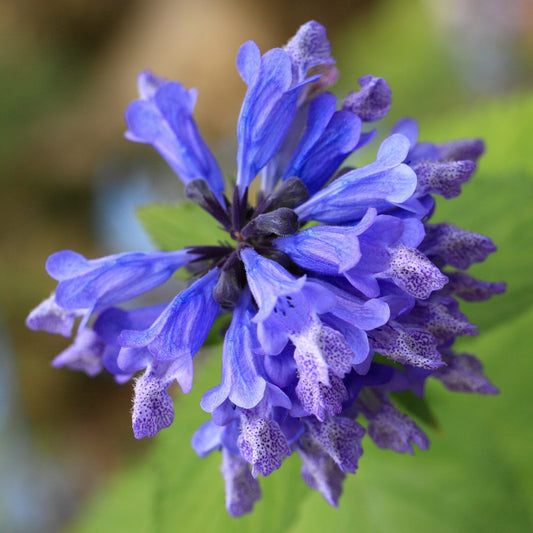 Nepeta 'Balneplud   - Blue Prelude Catmint