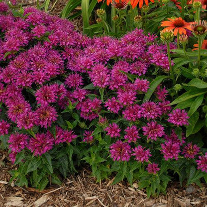Monarda didyma 'Pardon My Purple'  - Pardon My Purple Bee Balm