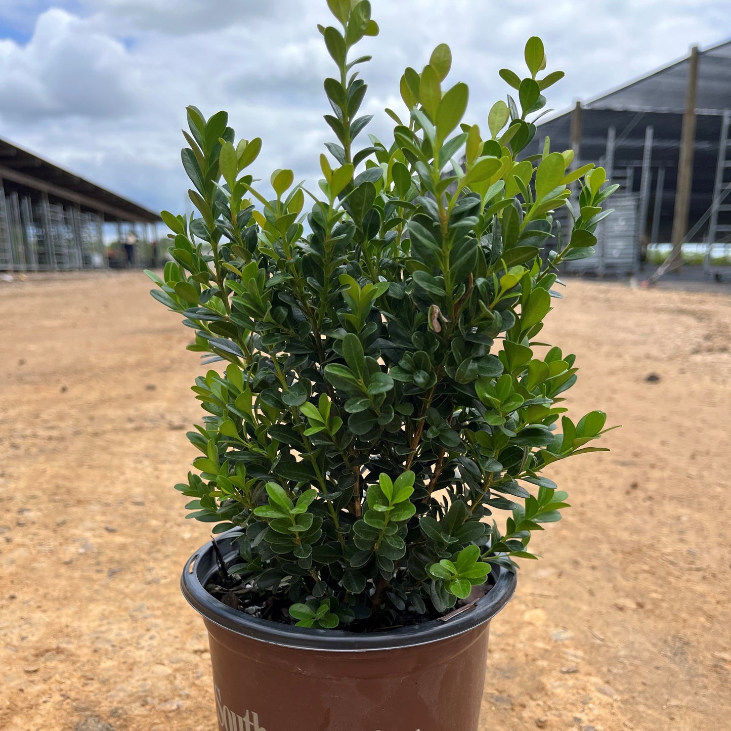 Buxus microphylla japonica 'Gregem'  - Baby Gem™ Boxwood