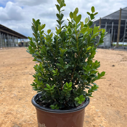 Buxus microphylla japonica 'Gregem'  - Baby Gem™ Boxwood