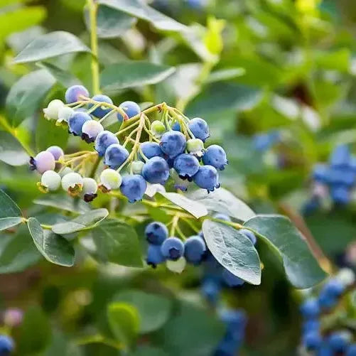 Vaccinium corymbosum 'Earliblue'  - Earliblue Highbush Blueberry