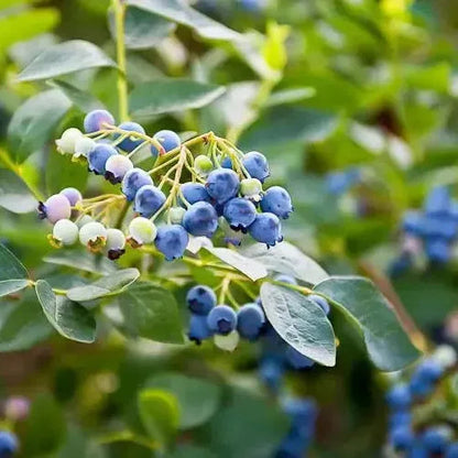 Vaccinium corymbosum 'Earliblue'  - Earliblue Highbush Blueberry