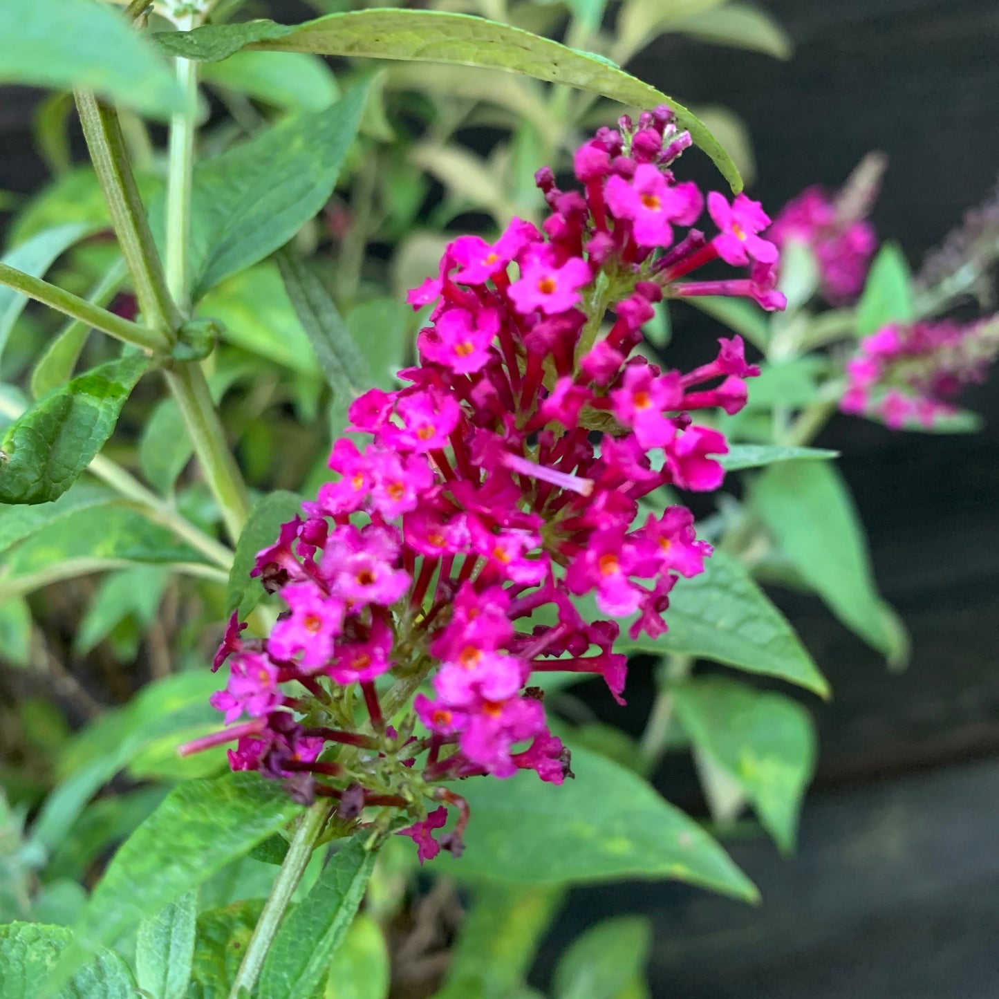 Buddleia 'Miss Molly'  - Miss Molly Butterfly Bush