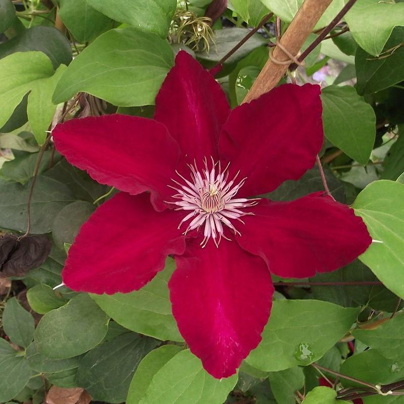 Clematis viticella 'Evipo016'  - Rebecca™ Clematis