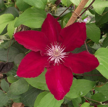 Clematis viticella 'Evipo016'  - Rebecca™ Clematis