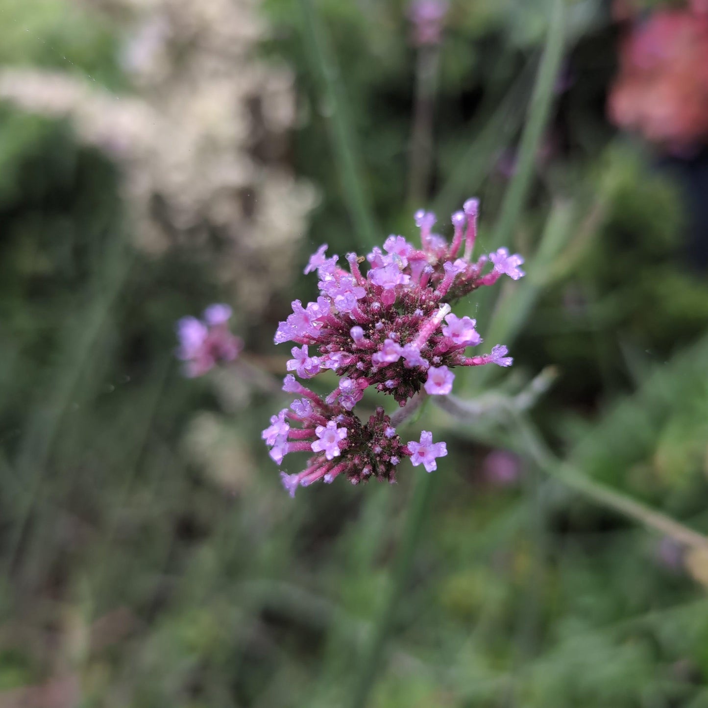 Verbena bonariensis 'Lollipop'   - Lollipop Verbena