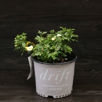 Rosa 'Novarospop' PP#24,773  - Popcorn Drift® Rose