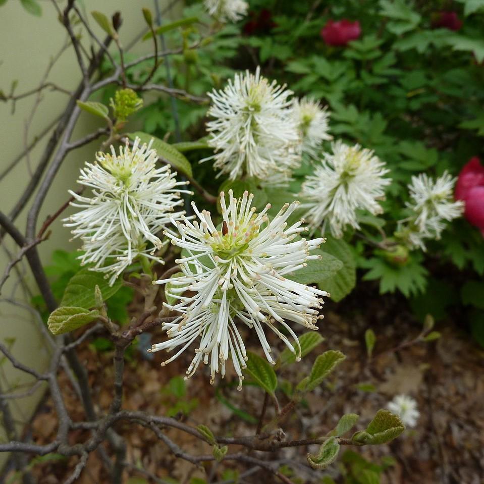 Fothergilla gardenii  - Dwarf Fothergilla