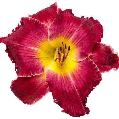 Hemerocallis 'Blood Sweat and Tears'  - PW® Rainbow Rhythm® Blood, Sweat, and Tears Daylily