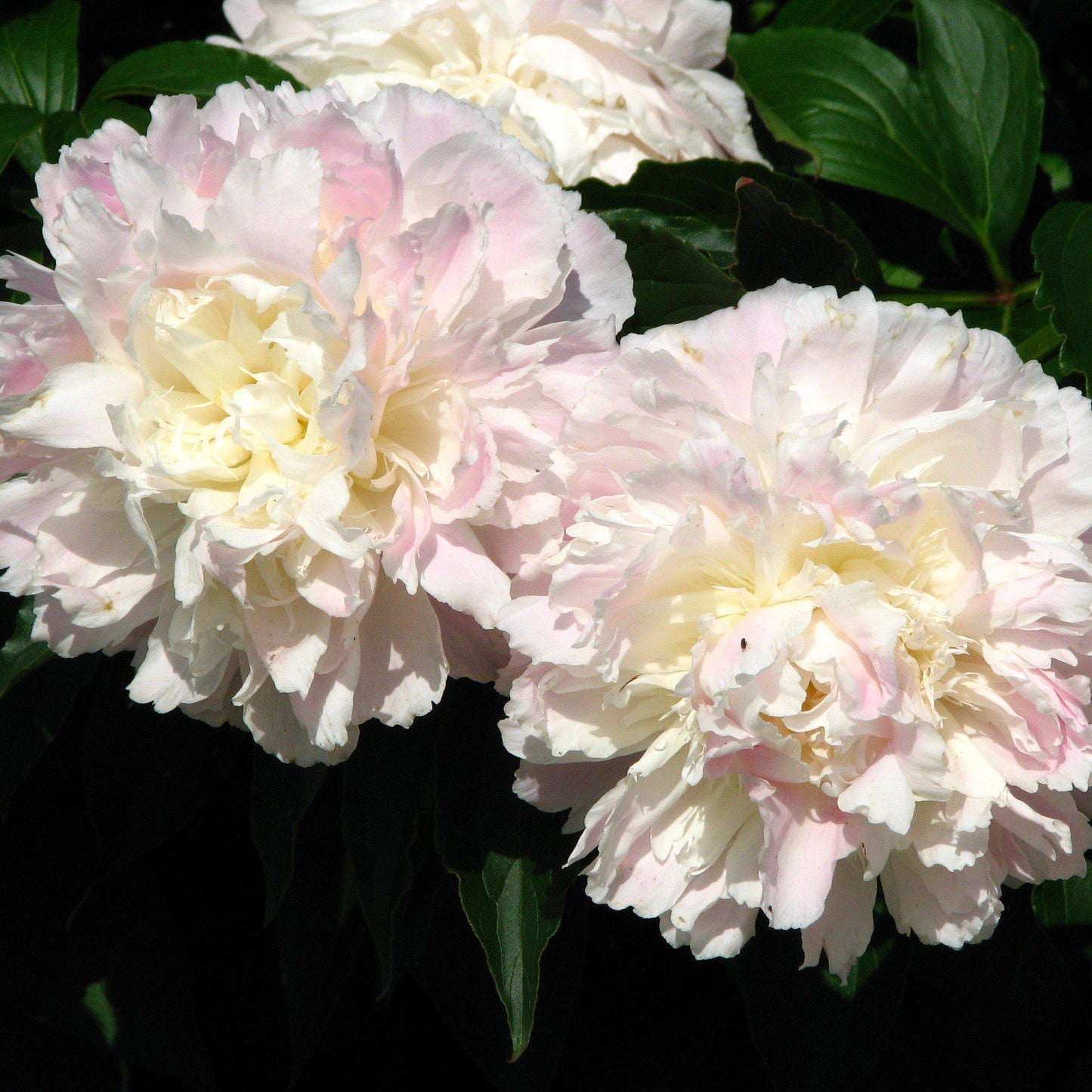 Paeonia lactiflora 'Shirley Temple'  - Shirley Temple Peony