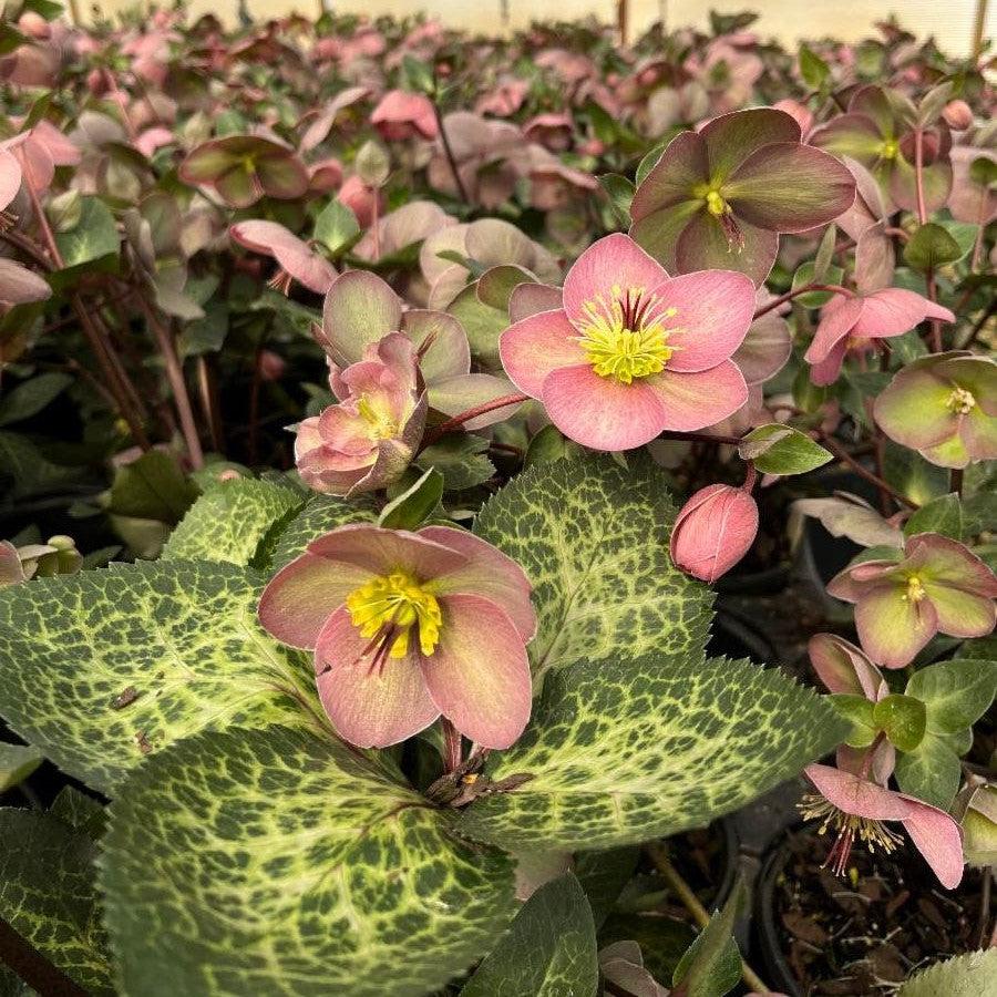 Helleborus x hybridus 'RD09'  - FrostKiss™ Pippa's Purple Lenten Rose
