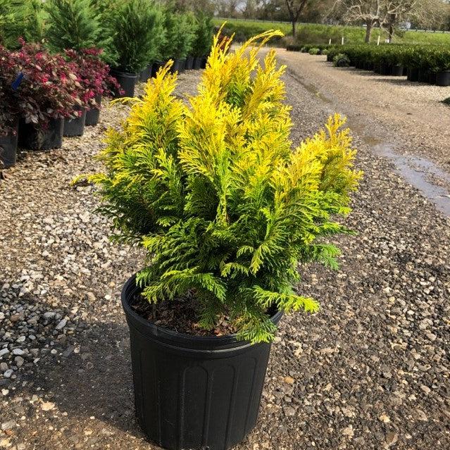 Chamaecyparis obtusa 'Crippsii'  - Golden Hinoki False Cypress
