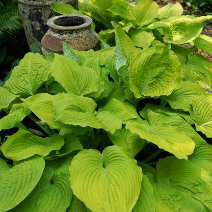 Hosta 'Coast To Coast' PP26,469  - PW® Shadowland® Coast To Coast Hosta