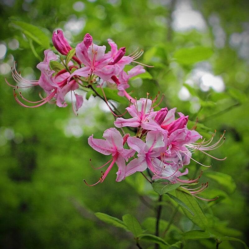 Rhododendron periclymenoides  - Pinxterbloom Azalea