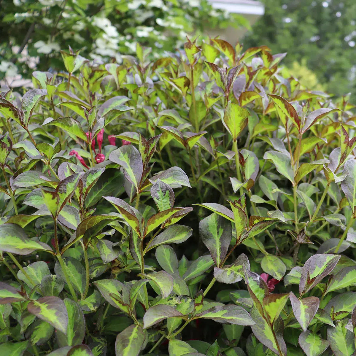 Weigela florida 'SMNWFBGV' PP34,297  - PW® Vinho Verde® Weigela