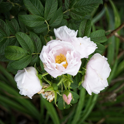 Rosa rugosa 'Schneekoppe'  - Snow Pavement Rugosa Rose