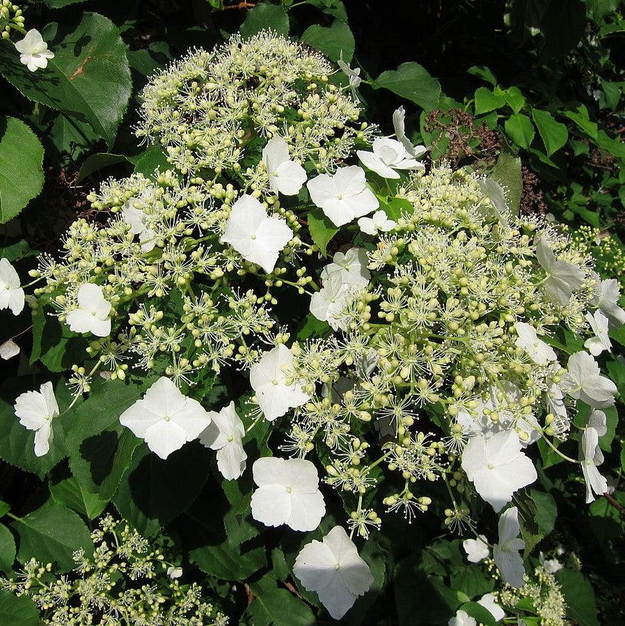 Hydrangea anomala subsp. petiolaris  - Climbing Hydrangea