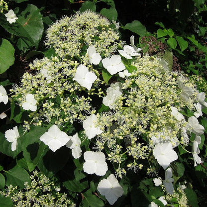 Hydrangea anomala subsp. petiolaris  - Climbing Hydrangea