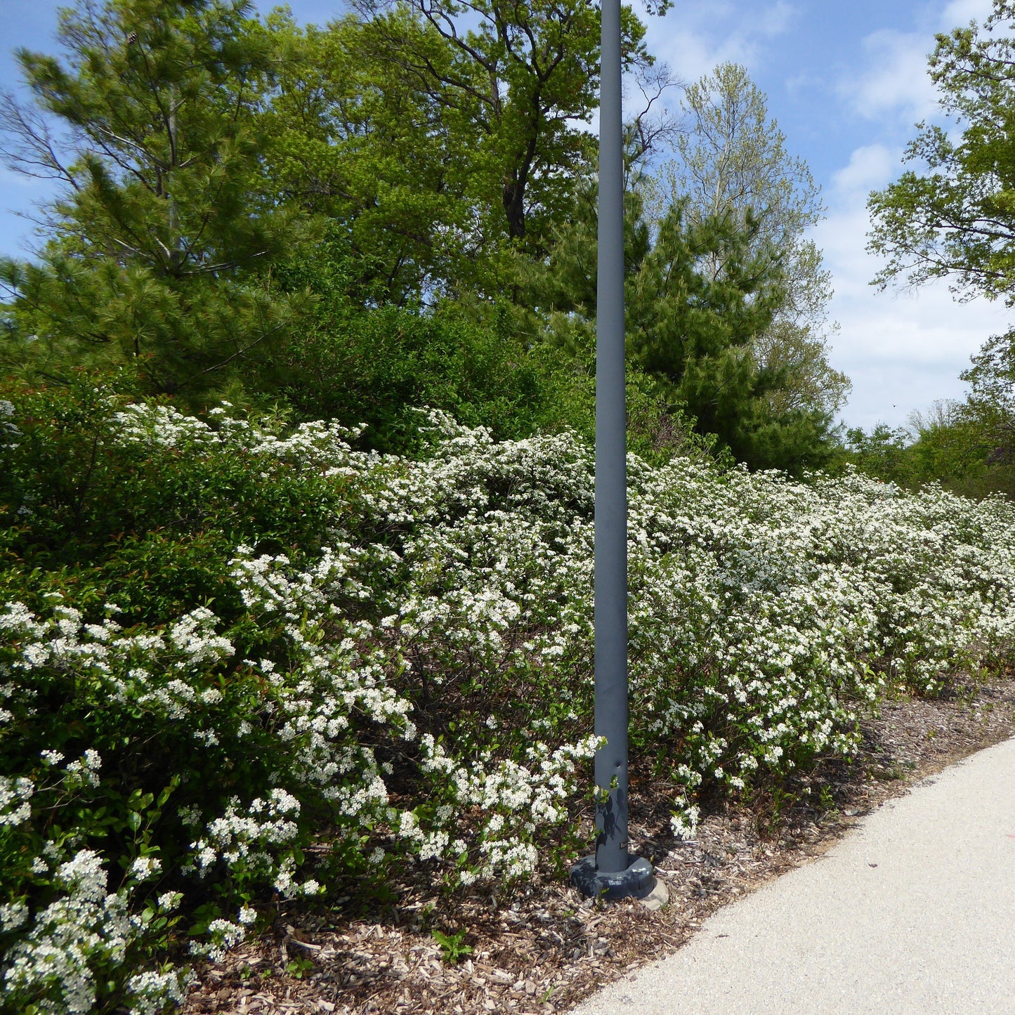 Aronia melanocarpa 'Morton'  - Iroquois Beauty™ Chokeberry