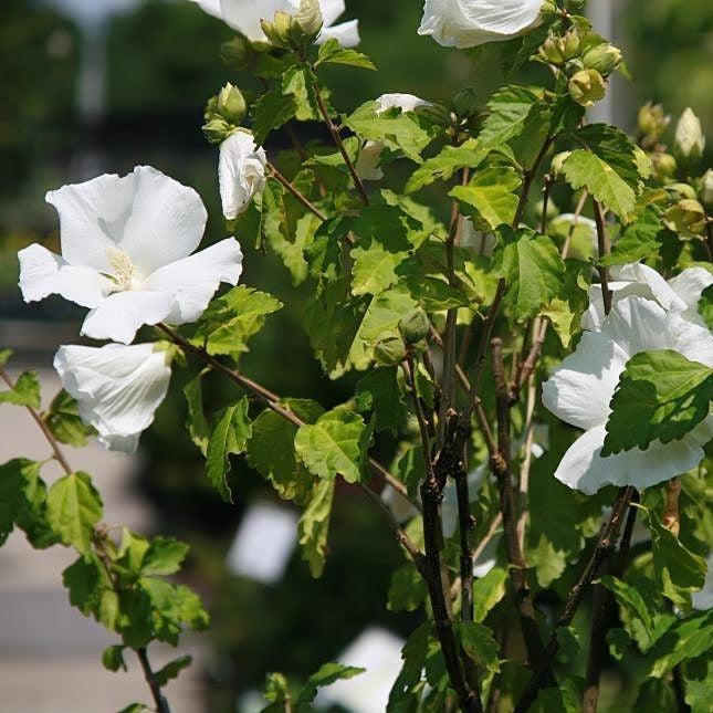 Hibiscus syriacus 'Diana'  - Diana Hibiscus