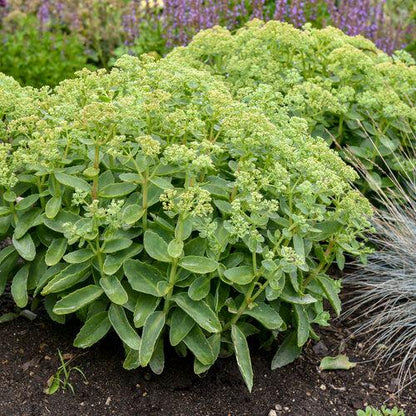Sedum 'Lemonjade’  - Rock 'N Grow® Lemonjade Stonecrop