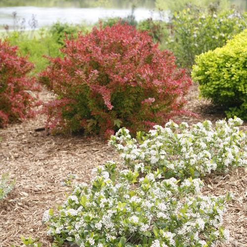 Aronia melanocarpa 'UCONNAM165'  - PW® Low Scape Mound® Aronia