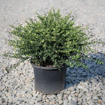 Ilex crenata 'Helleri'  - Helleri Japanese Holly