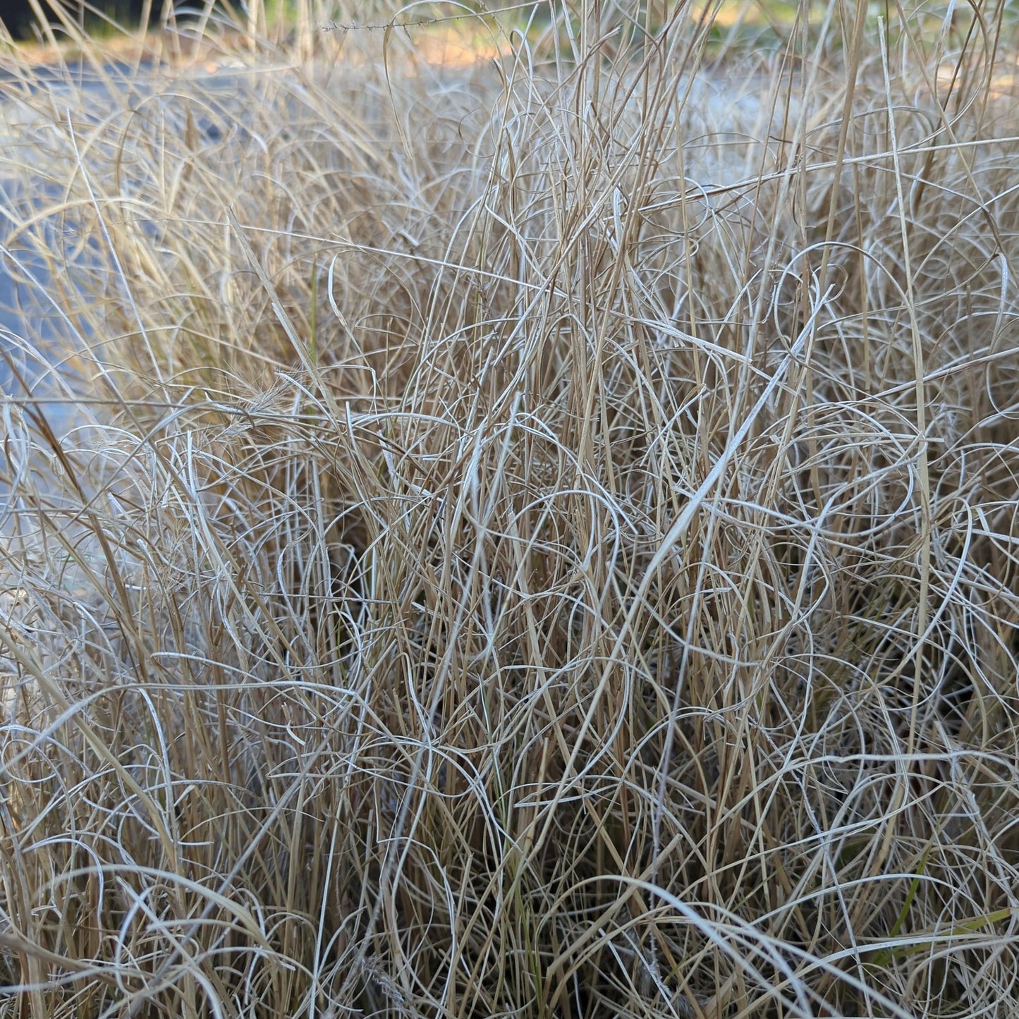 Pennisetum alopecuroides 'Hameln  - Hameln Fountain Grass