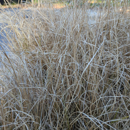 Pennisetum alopecuroides 'Hameln  - Hameln Fountain Grass