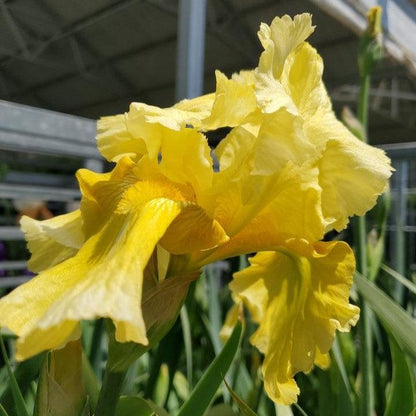 Iris germanica 'Pleasant Peasant'  - Pleasant Peasant Bearded Iris
