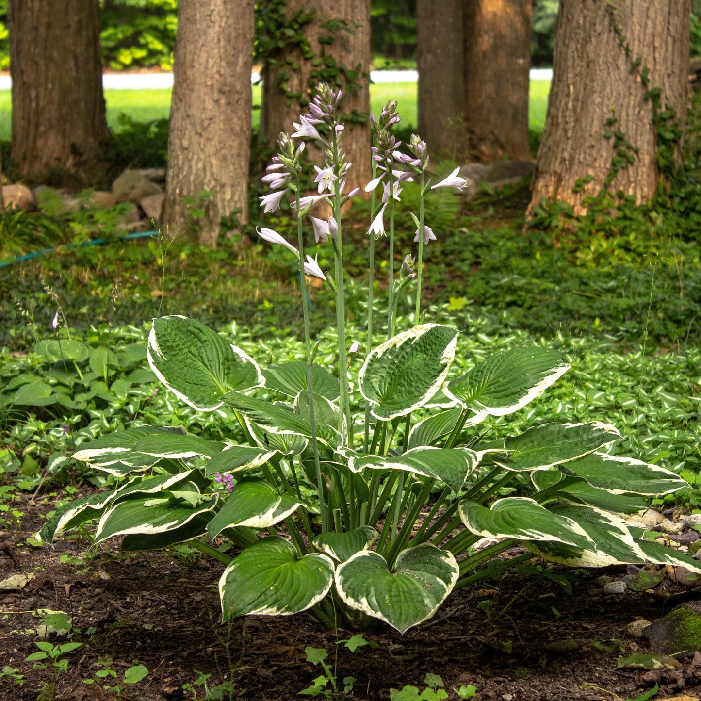 Hosta 'Patriot'  - Patriot Hosta